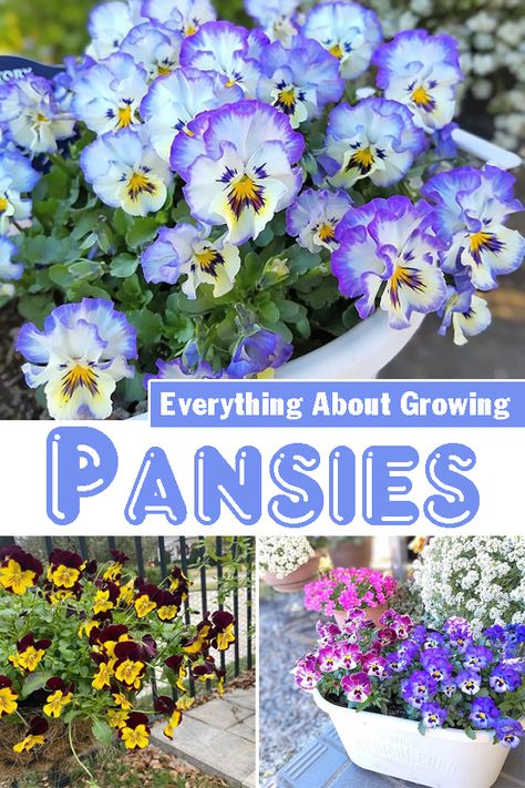 Pansies And Violas In Containers, Pansies Flowers Pots Front Doors, Pansy Pots Ideas, Pansys In Pots, Pansy Pots Planters, Panseys In Pots, Pansy Arrangements, Pansy Flowers Pots, Pansies In Containers