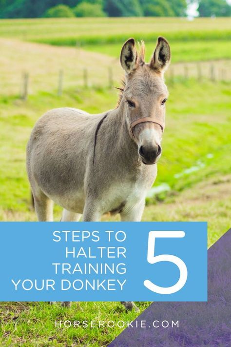 Halter training a wild donkey takes time and patience. In addition to gaining the trust of your donkey, you need to show them that the halter isn't scary either. Here are some tips for successfully halter training your wild donkey. Toys For Donkeys, Donkey Stall Ideas, Donkey Care Tips, Donkey Toys Diy, Mini Donkey Care, Donkey Enrichment, Donkey Stable, Donkey Pen, Equestrian Tips