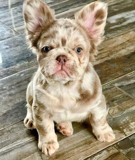 Fluffy Frenchie, Pitbull Dog Puppy, Dog Mommy, Cute Dogs Images, Very Cute Puppies, Cute Small Animals, Cute Animals Puppies, Frenchie Puppy, Very Cute Dogs