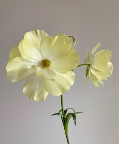 Ranunculus Yellow, Cream Ranunculus, Butter Yellow Flowers, Yellow Butterfly Ranunculus, Soft Yellow Flowers, Ranunculus Butterfly, Yellow Ranunculus, Butter Yellow Wedding, Pale Yellow Flowers