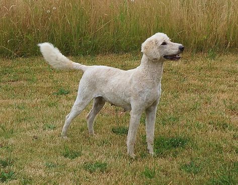 Short Labradoodle Haircut, Poodle Short Haircut, Standard Poodle Haircut Styles Short, Poodle Haircut Styles Short, Labradoodle Short Haircut, Short Doodle Haircut, Short Poodle Haircut, Labradoodle Haircut Style, Labradoodle Cuts