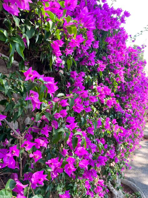 #flowers #france #frenchriviera #bougainvillea #purple #nice Bougainvillea Purple, Nice France, Bougainvillea, French Riviera, France, Purple, Flowers