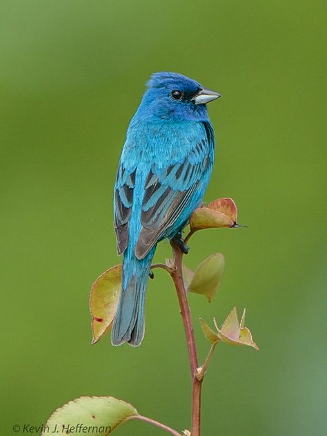 Indigo Bunting | Kevin Heffernan | Flickr Indigo Bunting Bird Tattoo, Indigo Bunting Bird, Bird Landing, Bunting Bird, Indigo Bunting, Bird Images, Painted Bunting, Art Challenges, Animal Reference