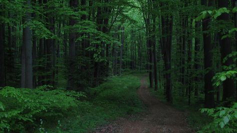 Wallpaper Aesthetic Green Dark, Wallpaper Backgrounds Dark Green, Dark Forest Wallpaper, Wallpaper Aesthetic Green, Dark Green Forest, Path Landscape, Wallpaper Backgrounds Dark, Inspiring Wallpaper, Forest Dark