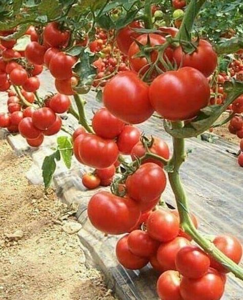 Tanaman Tomat, Grape Vineyard, Buah Naga, Tomato Garden, Hydroponic Gardening, Vegetable Garden Design, Fruit Garden, Flower Lights, Exotic Fruit