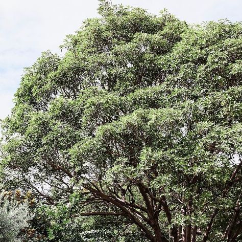 Adam Robinson Design on Instagram: "Magnolia 'Teddy Bear' (Magnolia) and upright Olea europaea ‘Tolley’s Upright' Olive trees were planted to screen the view from neighbours and create privacy for this gorgeous pool⁠
⁠
Architect Michael Suttor⁠
Photography @mareehomer.photography⁠
⁠
🍃 View project via #linkinbio⁠
⁠
#ard #bettergardenbiggerlife #sydneydesigners #woollahrahomes" Teddy Bear Magnolia, Olea Europaea, Olive Trees, Olive Tree, House Inspo, The View, Magnolia, Teddy Bear, Trees