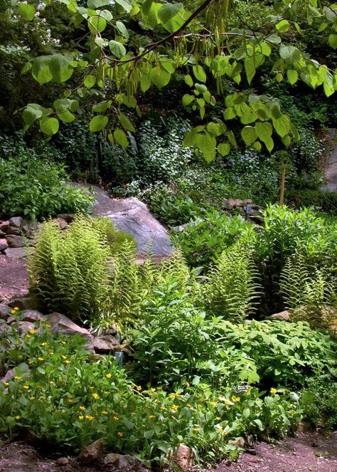 Dry Shade Plants, Shade Garden Design, Woodland Plants, Wood Garden, Garden Arbor, Desert Garden, Butterfly Bush, Forest Garden, Native Garden