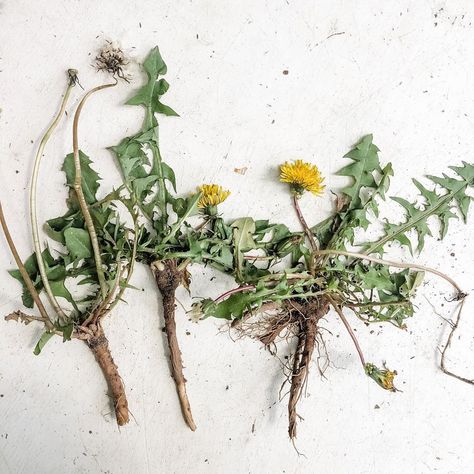 Melissa Vines on Instagram: “I dug up some dandelion root today that I’ll use to make bitters with just as soon as I get them nice and dry. Dandelions have taproots…” Dried Dandelion, Dandelion Root, Dug Up, Insta Posts, Dried Flowers, Dandelion, Vines, Vitamins, Flowers