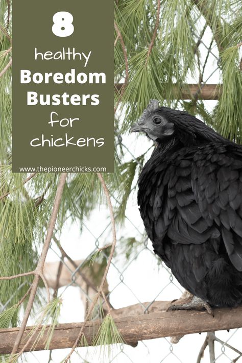 Chicken Bordem Busters Ideas, Agribusiness Ideas, Chicken Boredom Buster, Chicken Boredom, Chicken Bits, Chicken Board, Chicken Pecking, Farm Chickens, Raising Ducks