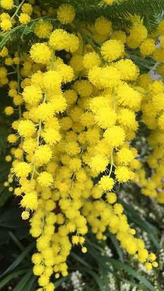 Mimosa Trees, Acacia Dealbata, Pleached Trees, Yellow Mimosa, Privacy Screening, Mimosa Tree, Mimosa Flower, Outside Plants, Fountain Grass