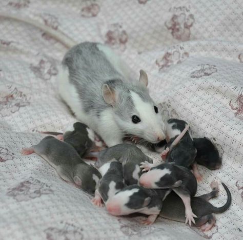 Baby Rat, Rattus Rattus, Baby Rats, Pet Mice, Cute Rats, Hamsters, Pet Rats, Little Critter, Cute Creatures