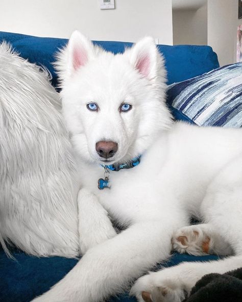 Dog With Blue Eyes, Blue Eyed Dog, Husky With Blue Eyes, White Husky, Dog White, Pet Breeds, White Dog, Blue Eye, White Dogs