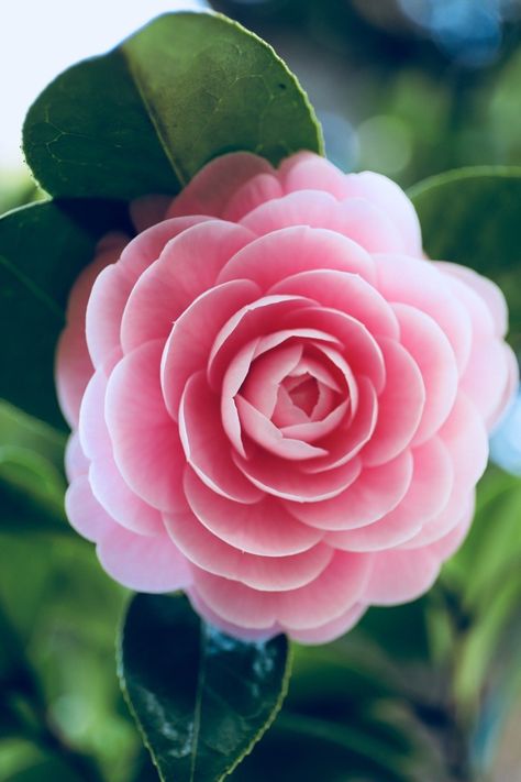 Camellia Japonica, My Destiny, Camellia Flower, Beautiful Rose Flowers, Exotic Flowers, Flowers Nature, Beautiful Blooms, Flower Pictures, Flower Brooch