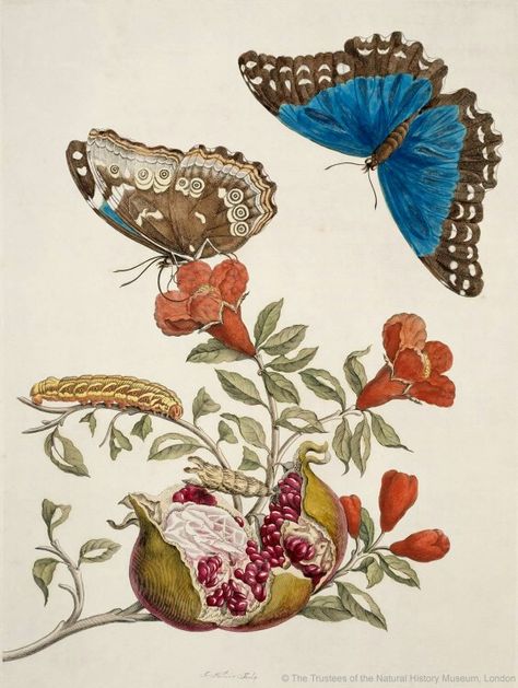 Butterflies by Maria Sybilla Merian Botanical Images, Maria Sibylla Merian, Blue Morpho Butterfly, Copper Engraving, Morpho Butterfly, Butterflies Flowers, Illustration Botanique, Blue Morpho, Butterfly Illustration