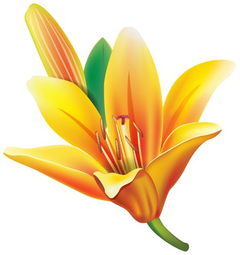 Easter Lily Flower, Yellow Flower Art, Flower Clipart Png, Butterfly Black And White, Morning Glory Flowers, Photoshop Backgrounds Backdrops, Plant Clips, Easter Lily, Light Background Images