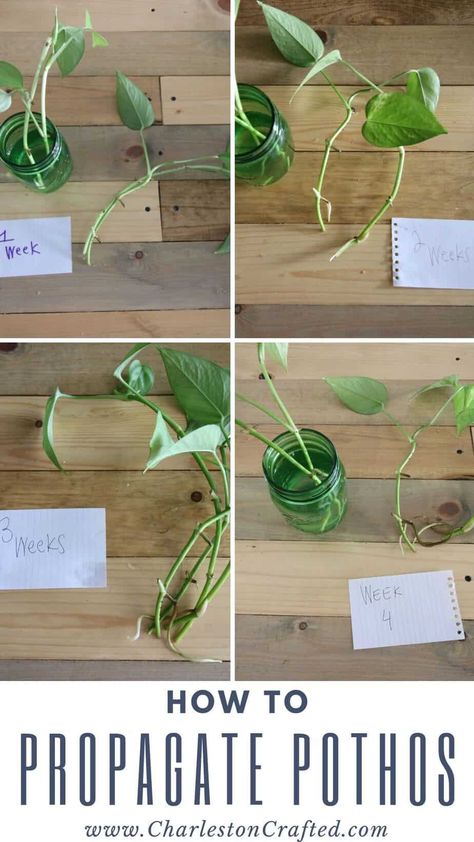 how to propagate pothos When To Plant Propagated Plants, How To Get Pothos To Vine, How To Propagate Plants From Cuttings, How To Replant Plants, Pothos Trellis Indoor Diy, How To Propagate Pothos, Pathos Propagation, Pothos Plant Propagation, Propagating Pothos