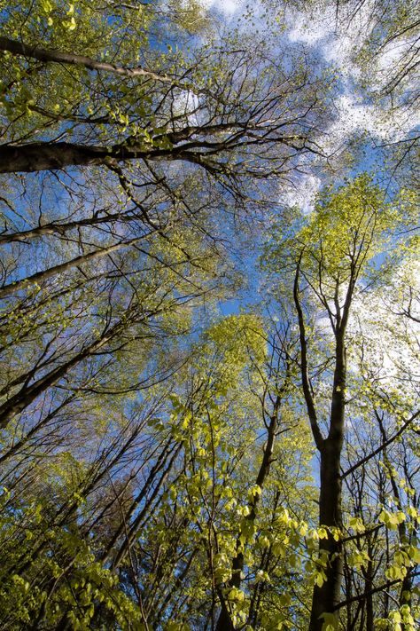 Green treetops from below | Beech tree forest at Hasseltange… | Flickr Forest From Below, Beech Tree, Dream Place, Tree Forest, Tree Trunk, National Park, National Parks, Forest, Plants