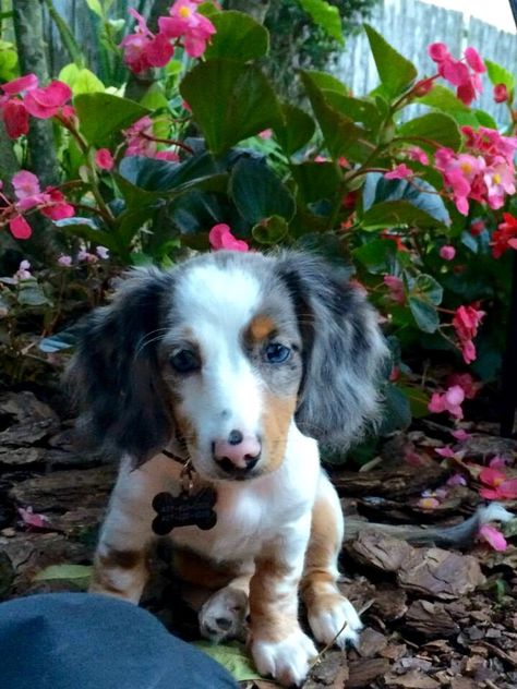 I ❤️ My Double Dapple Dachshund Puppies! Blue Dapple Dachshund, Dash Hound, Dapple Dachshund Puppy, Doxie Mom, Dachshund Funny, Weiner Dogs, Miniature Dachshunds, Super Cute Cats, Dapple Dachshund