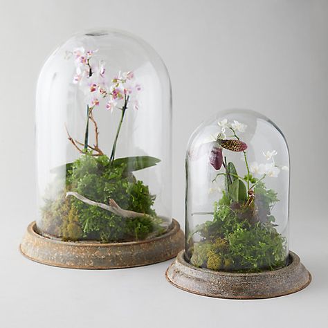 Utility Wall, Garden Cloche, Cloche Decor, Flower Boquet, Terrarium Supplies, Apartment Vibes, Plants Ideas, Natural Spring, Moss Art