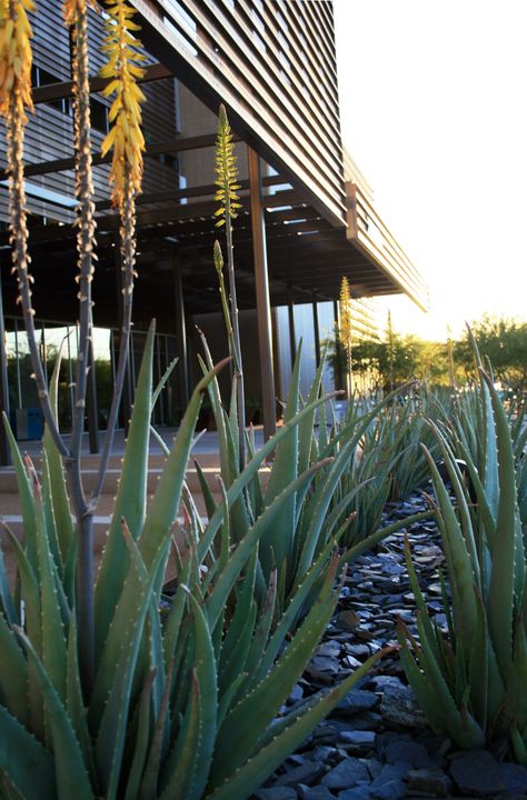 Slate and Aloe Vera in a steel planter Aloe Vera Landscape Design, Aloe Vera Garden Ideas, Aloe Vera Plant, Steel Planters, Modern Ranch, Types Of Plants, Succulents Garden, Cacti And Succulents, Landscape Architecture