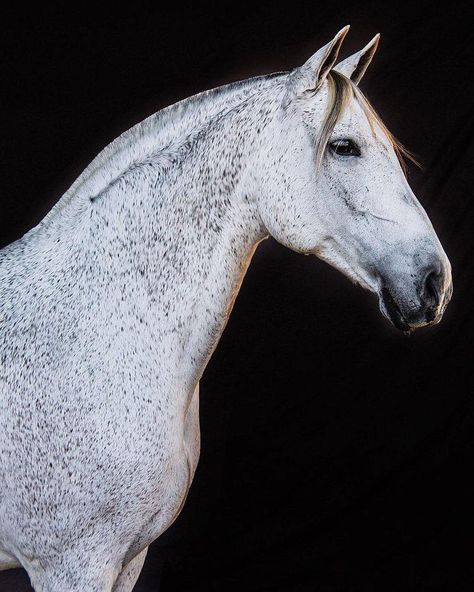 Flea Bitten Grey Unusual Horse, Grey Horses, Horse Reference, Horse Inspiration, Horse Colors, Andalusian Horse, Most Beautiful Horses, Horse Aesthetic, Grey Horse