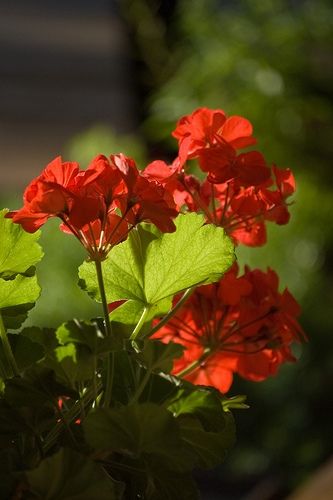 Can Geranium Plants Be Started by Putting Geranium Cuttings in Water? Pruning Geraniums, Overwintering Geraniums, Growing Geraniums, Geranium Care, Geraniums Garden, Potted Geraniums, Geranium Plant, Rose Care, Red Geraniums