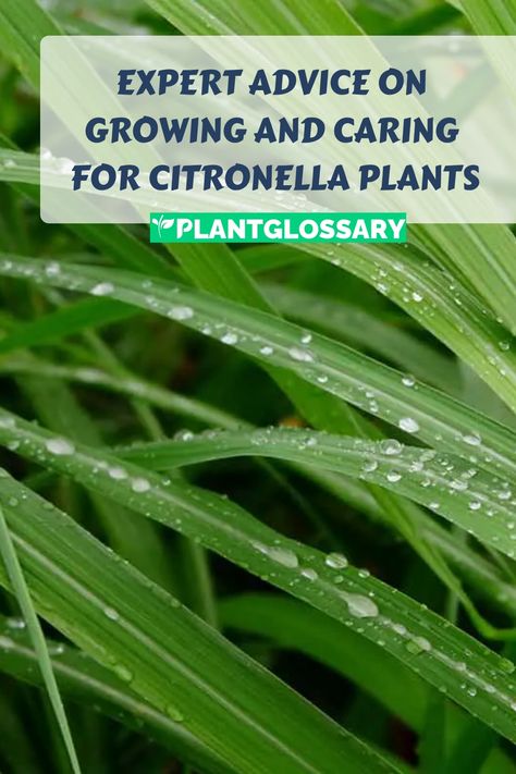 Citronella plants are popular for their mosquito-repelling properties and pleasant aroma, making them a valuable addition to any garden. This guide provides detailed instructions on how to grow and care for a citronella plant. From choosing the right soil to proper watering and sunlight exposure, you'll learn how to create the perfect environment for your plant. Whether you're an experienced gardener or a beginner, these tips will help you enjoy a healthy and lush citronella plant. Citronella Plant Care, Citronella Plant, Mosquito Repelling, Ornamental Garden, Outdoor Evening, Citrus Plant, Rooting Hormone, Nutrient Deficiency, New Roots