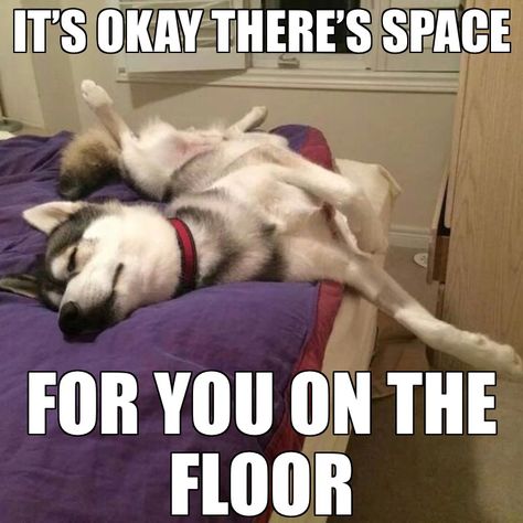 DO U HAVE A BED HOG? Husky Quotes, Husky Humor, Siberian Husky Funny, Funny Husky, Husky Funny, Dog Jokes, Cute Husky, Dog Quotes Funny, Funny Dog Memes