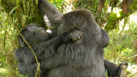 Female Gorilla, Gorillas In The Mist, Dian Fossey, Gorilla Gorilla, Female Of The Species, Nature Environment, Cincinnati Zoo, Kindle Publishing, Mountain Gorilla