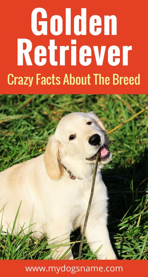 Everything you need to know about the Golden Retriever. Size, behavior health and so much much. If you're thinking about getting this breed of dog, this is a must read!! Haircuts For Golden Retrievers, Two Golden Retrievers, Golden Retriever Facts, Golden Retriever Breed, Golden Retriever Training, Puppy Checklist, English Cream, Dog Advice, Dogs Training