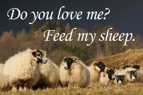 John 21, Feed My Sheep, God Is Love, School Board, Prayer Journal, Catholic Faith, Christian Faith, Sunday School, God Is