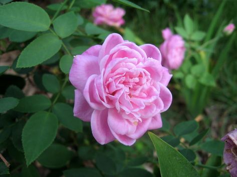 China Rose 'Hermosa' | sempervirens | Flickr Container Roses, Southern Ontario, China Rose, Old Rose, Garden Flowers, Rose Color, Cottage Garden, Ontario, Flower Garden