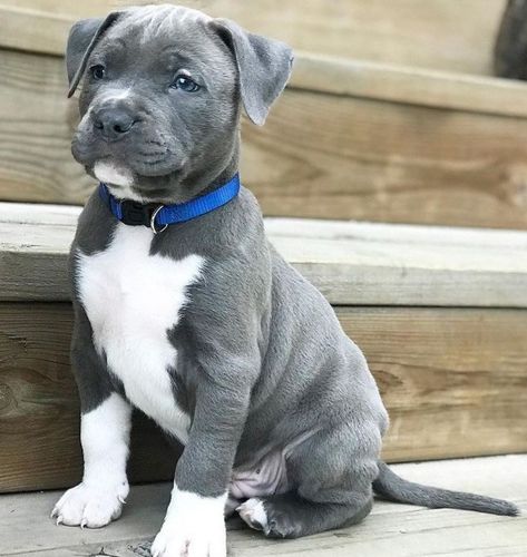 Puppy Pitbulls Bluenose, Cute Pittie Puppies, Blue Nose Pitbull Puppy For Sale Near Me, Dogs And Puppies For Sale Near Me, Pitbull Puppies For Sale Near Me, Baby Pitbulls Puppies, Bluenose Pitbulls, Blue Pitbull Puppy, Baby Pitbulls For Sale