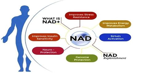 Nicotinamide adenine dinucleotide (NAD) has gained attention among medical professionals and researchers due to its vital role in cellular metabolism and overall health. For those looking to enhance their overall wellness, understanding the benefits of NAD may be the key. By taking a look at a resource like www.nad.com, you can get comprehensive information on […] The post Understanding The Benefits Of NAD appeared first on Lemony Blog. Infusion Therapy, Iv Vitamin Therapy, Neurological System, Hyperbaric Oxygen Therapy, Ozone Therapy, Iv Infusion, Dna Repair, Iv Therapy, Improve Brain Function