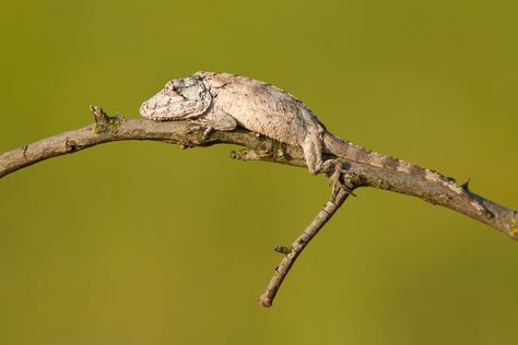 Cuban False Chameleon (Anolis barbatus) False Chameleon, Chameleon Terrarium, Chameleon Care, Terrarium Decor, Chameleons, Leopard Gecko, Lizards, Color Help, Live Plants