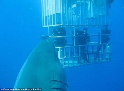 Need a bigger cage? A new video has been released showing what is believed to be the largest great white shark in the world Shark Beautiful, Sharks Species, Deep Blue Shark, Shark Habitat, Largest Great White Shark, Shark Names, Shark Cage, Shark Conservation, Shark Pictures