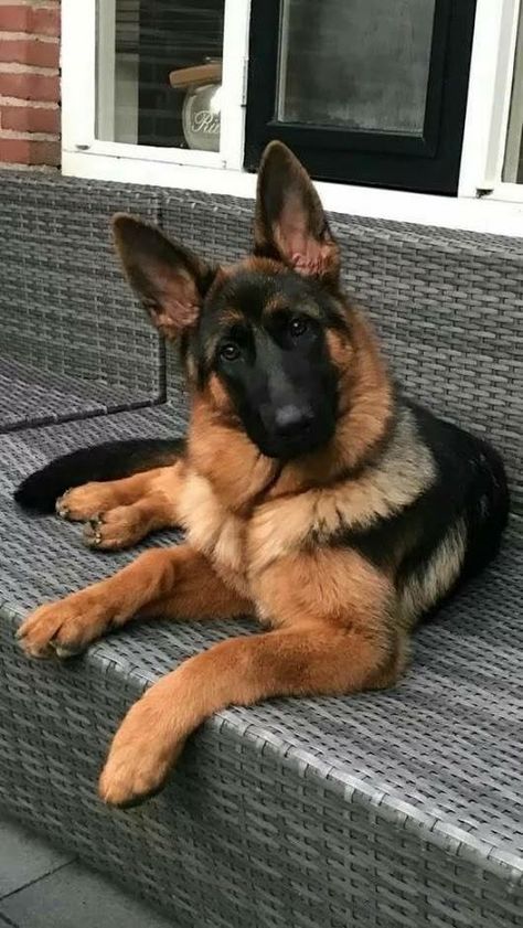 German Shepard Shepard Dog, German Sheperd Dogs, Cute Dogs And Puppies, Shepherd Puppies, German Shepherd Puppies, Baby Dogs, German Shepherd Dogs, Shepherd Dog, Doberman