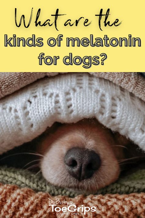 Melatonin for dogs? You’re probably familiar with melatonin as a common over-the-counter sleeping aid for humans with sleep-wake disturbances or jet lag. But did you know this incredible hormone also has benefits for our canine friends? In part one of this three-part series on melatonin for dogs, integrative veterinarian Dr. Julie Buzby answers your questions: what is melatonin, is melatonin safe for dogs, what are the pros and cons, and more. Medicine Safe For Dogs, Melatonin For Dogs, Dr Julie, Medication For Dogs, Dog Foods, Dog Health Tips, Calm Dogs, Dog Health Care, Sleep Help