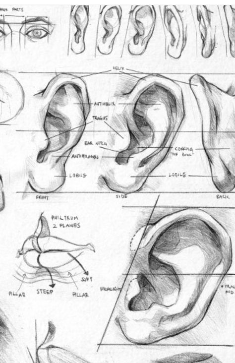 Ear Drawing Reference, Ear Sketch, Sketch Step By Step, Ear Drawing, Study Drawing, How To Draw Ears, Anatomy For Artists, Anatomy Drawing, Human Anatomy