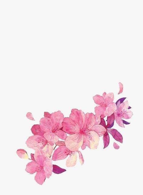 Art Refence, Pink Flower Png, Color Overlay, Flower Png Images, Flowers Png, Pink Watercolor Flower, Botanical Painting, Instagram Frame, Flowering Vines