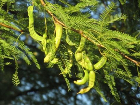 Mesquite trees provide food, fuel, medicine, and more – Arizona Daily Independent Desert Willow Tree, Golden Rain Tree, Drought Tolerant Trees, Mesquite Tree, Hawaiian Plants, Mimosa Tree, Orchid Tree, Mesquite Wood, Bottle Trees