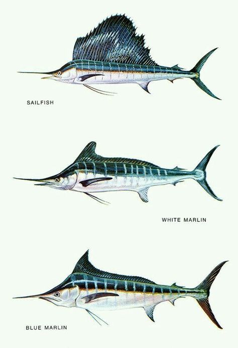 Fish Chart, White Marlin, Ikan Air Tawar, Fish Poster, Fauna Marina, Fish Artwork, Poster Blue, Blue Marlin, Saltwater Fish