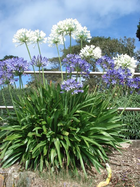 Blue And White Landscaping, Agapanthus Landscaping, Agapanthus White, White Agapanthus, Shrubs For Landscaping, Pool Plants, Front Flower Beds, Potted Plants Outdoor, Drought Tolerant Landscape