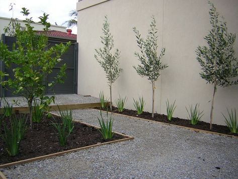 Olive Tree Backyard, Trees In Landscape, Olive Trees Landscape, Baby Olive, Villa Garden, Small Front Yard Landscaping, Small Front Yard, Small Patio Garden, Back Garden Design