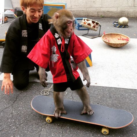 61.2k Likes, 2,102 Comments - Tony Hawk (@tonyhawk) on Instagram: “This just happened.” How To Skateboard, Monkey Brain, Monkey Brains, Cool Pics, Monkey Pictures, Tony Hawk, Monday Blues, Interesting People, Arctic Monkeys