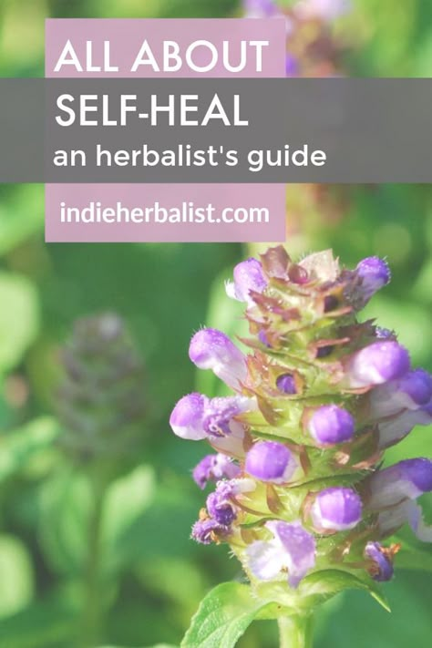 An Herbalist's Guide to Using Self Heal | indie herbalist Self Heal Plant Benefits, Self Heal Plant Uses, Heal All Plant, Self Heal Flower, How To Become A Certified Herbalist, Selfheal Plant, Henbit Medicinal Uses, Self Heal Herb, Self Heal Plant