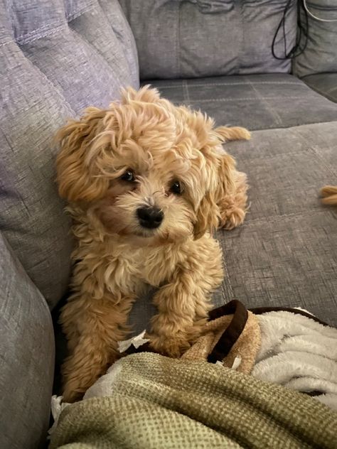 Shih poo #shihpoo #puppy Shi Poo Dog, Shipoo Puppies, Shihpoo Puppies, Romantasizing Life, Shih Poo Puppies, Miss My Dog, Shih Tzu Puppies, Shih Poo, Very Cute Puppies