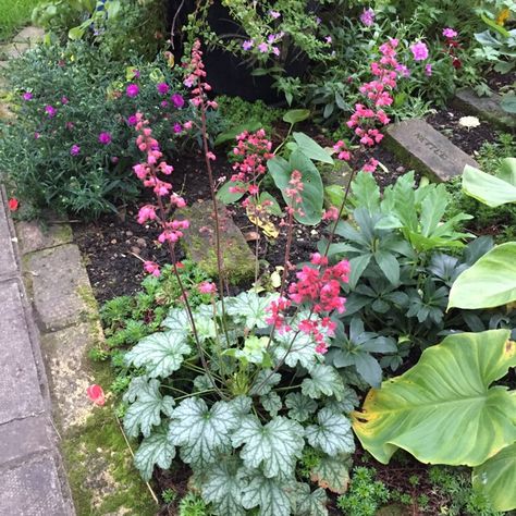 Heuchera Americana, Heuchera Berry Smoothie, Purple Heuchera, Heuchera Black Pearl, Heuchera Coral Bells, Heuchera Grande Amethyst, London Garden, Backyard Bar, Rain Garden