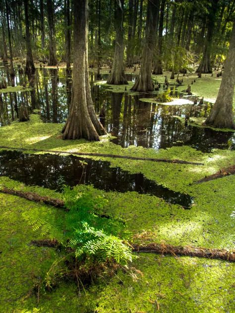 Florida Everglades Aesthetic, Everglades Aesthetic, Everglades Photography, Florida Nostalgia, Florida Gothic, Southern Reach, Alligator Meat, Wild Florida, Fantasy Country