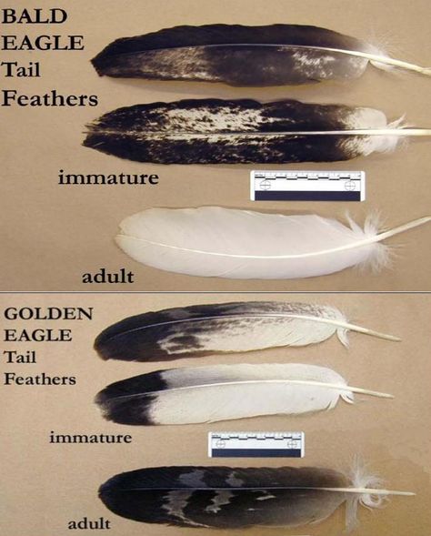 Bald Eagle and Golden Eagle Tail Feathers Bald Eagle Feather, Bird Of Prey Tattoo, Eagle Feather Tattoos, Feather Identification, Feather Magic, Eagle Feather, Eagle Painting, Golden Eagles, Eagle Feathers